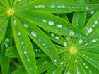 USA-Washington State Water on lupine leaves Art Print
